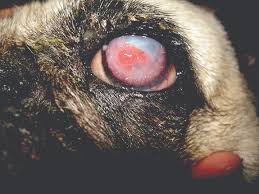 managing canine corneal ulcers today