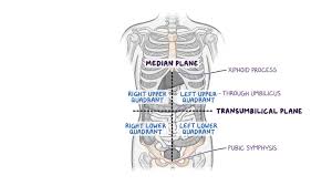 Anatomy quadrants / four abdominal quadrants and nine abdominal regions anatomy and physiology. Abdominal Quadrants Regions And Planes Osmosis