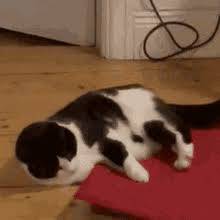 cat pulling rug rug pull gif cat