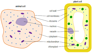 A plant cell is a cell in which cell wall is present and has a true nucleus along with many specialized organelles that performs the specific functions. Animal And Plant Cells Mind Map