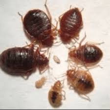 which spray is safe kills bed bugs on