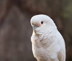 Navigate to the first search £1,100 for sale. Goffin S Cockatoo Everything You Need To Know About This Bird Petguide