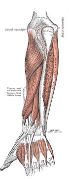 The tendons at the bottom of the muscle are called the distal biceps tendon, and there is only one of these. The Muscles And Fasciae Of The Forearm Human Anatomy