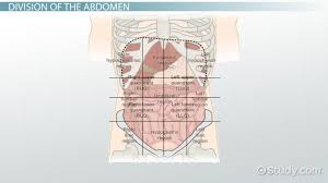 The 4 Abdominal Quadrants Regions Organs