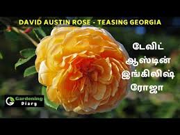 Rose Collection Tamil