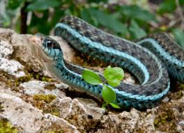 garter snake thamnophis petmd
