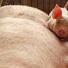 Imagen de la noticia para site:https://lta.reuters.com/ "carne de cerdo" de Reuters España