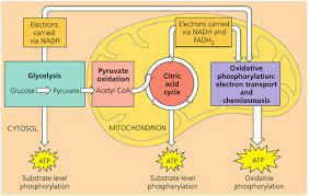 The calvin cycle uses carbon dioxide to produce glucose, nadp, and adp+p. Campbell Biology Chapter 9 Cellular Respiration Flashcards Quizlet