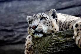 snow leopard hd hd s 4k