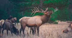 What do elk taste like?