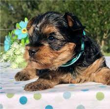 yorkshire terrier puppy dogs