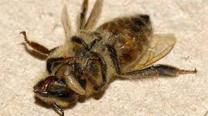 Aparecen en Canadá las abejas zombi – RCI | Español