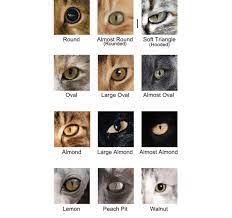 eye shape in the breed of cat