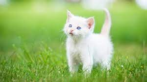 persian kitten gr white hd cat