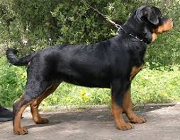 my rottweilers the true rottweilers