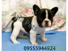 They are very cute and cuddly baby's. French Bulldog Puppies For Sale In Chennai On Best Price Asiapets