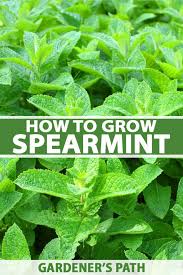 How To Plant And Grow Spearmint