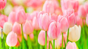 the beautiful tulip flowers in the