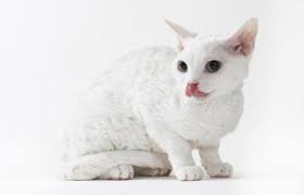 The tiffanie cat is the best qualities of the persian and the burmese. White Cat Breeds List With Pictures Lovetoknow