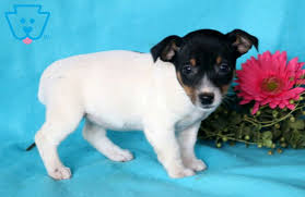 heidi jack russell terrier puppy for