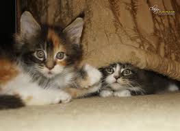 maine kittens cly s