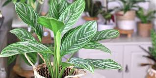 The Best Low Light Tropical Houseplants