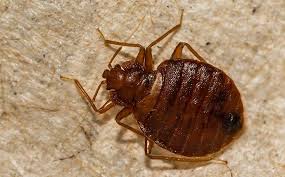 Set in a prime location of orange (ca), ayres inn orange puts everything the city. Bed Bug Exterminator Riverside Ca Madco Pest A Side
