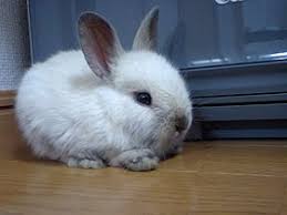 Dwarf Rabbit Wikipedia