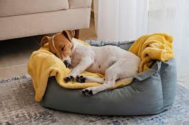 why do dogs twitch in their sleep plus
