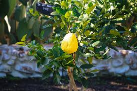 A fruit similar to a lemon but larger, with a less sour taste and thick skin, or the small tree…. Rediscovering The Citron Fruit Tree Babylonstoren Harvests Its First
