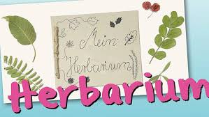 Herbarium botanical herbarium vorlage blumen skizzen. Basteln Mit Kindern Kostenlose Bastelvorlage Natur Herbarium Basteln