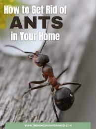 household s that kill ants