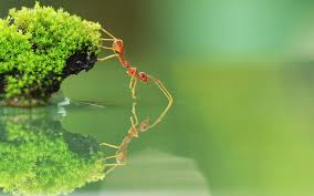 Image result for ant