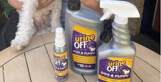 removing dog urine smell pooches at play
