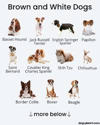 15 brown and white dog breeds with