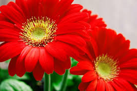 Flor de flor de gerbera vermelha Foto stock gratuita - Public Domain  Pictures