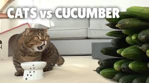 Some evolutionary biologists believe that cats have a natural fear of snakes. Cats Vs Cucumber Kittisaurus Youtube