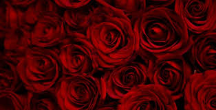 Wallpaper Dark Red Roses Decorative