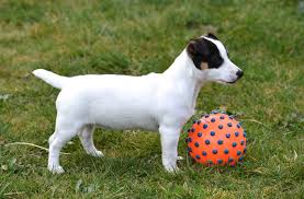 Jack russell puppies for sale. Jack Russell Terrier Puppies Everything You Need To Know The Dog People By Rover Com