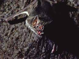 beware bats six species to avoid like