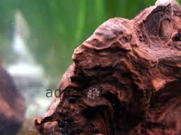 And yes, pond snails can start breeding when they're still relatively small. Types Of Aquarium Snails With Answers And Forum