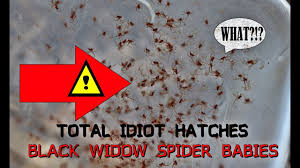 It is also the most venomous spider in north america. Total Idiot Hatches Black Widow Spider Babies Helping A Single Mother Of 213 Youtube