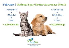 Would you recommend a male or female cat with a male dog? Indyvet One Female Cat And Her Offsprings Can Add As Many As 420 000 Cats To The World In Only 7 Years A Female Dog And Her Offsprings Can Add As Many