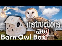 Diy How To Build Barn Owl Box Nestbox