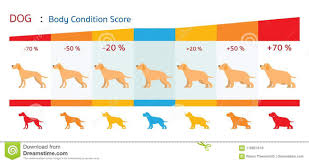 Dog Body Condition Score Stock Vector Illustration Of