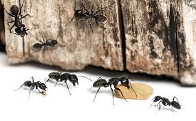 how to get rid of carpenter ants a diy