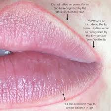 what is lip tissue