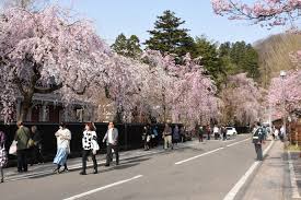 春はすぐそこなのに…秋田「角館の桜まつり」中止 ライトアップは実施 | 毎日新聞
