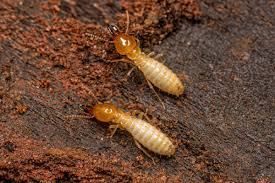 the termite prevention checklist for a