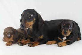 dachshund puppies from a